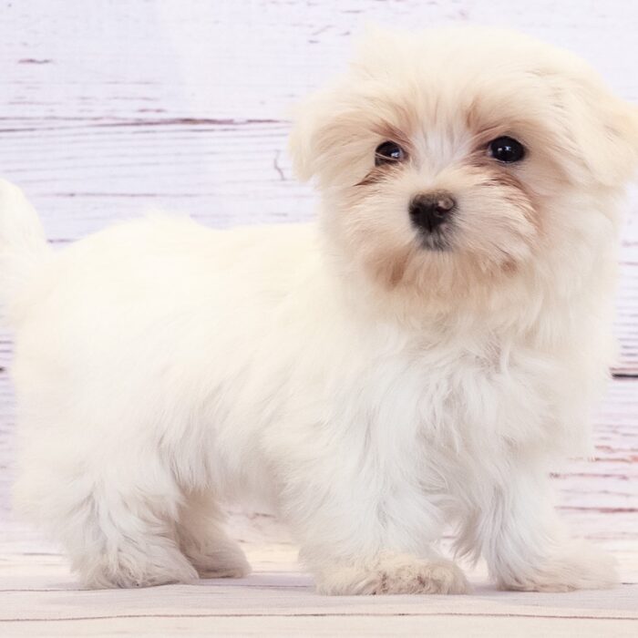 Maltese - 13793, Maltese