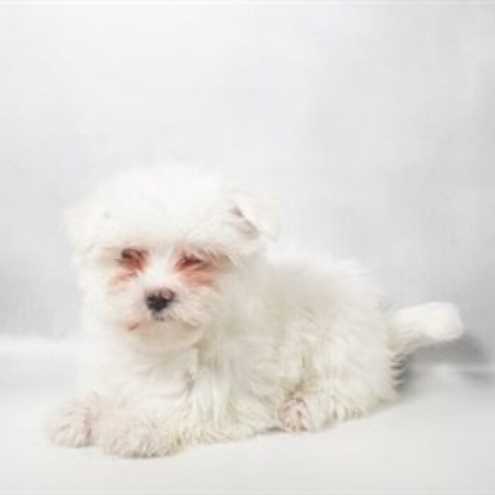 Maltese - 13793, Maltese