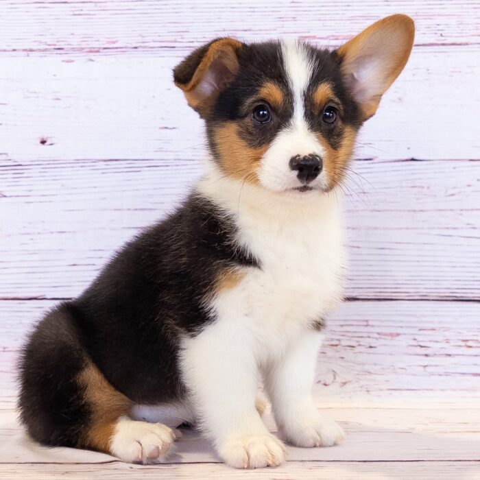 Pembroke Welsh Corgi - 13794, Pembroke Welsh Corgi