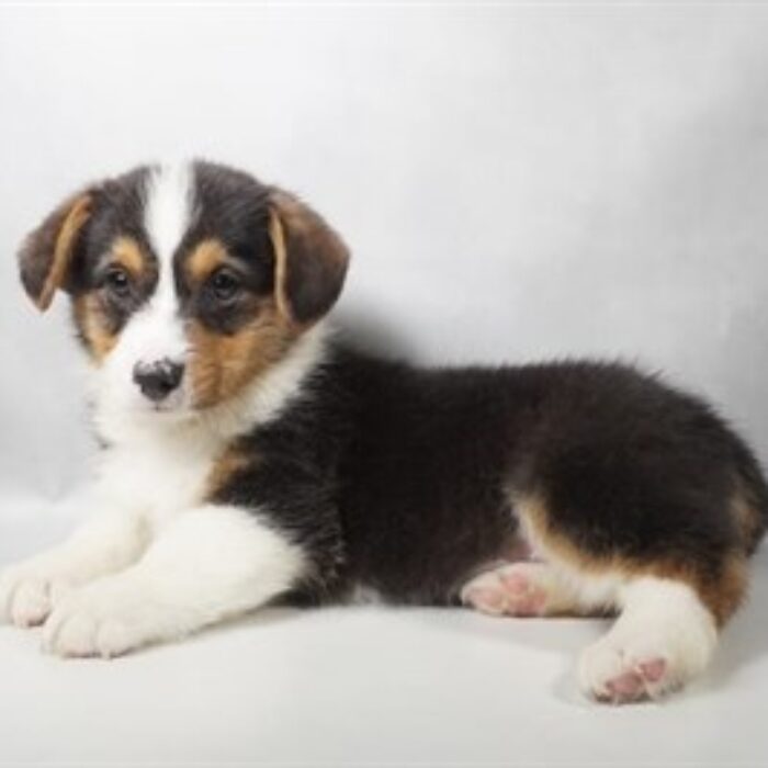 Pembroke Welsh Corgi - 13794, Pembroke Welsh Corgi