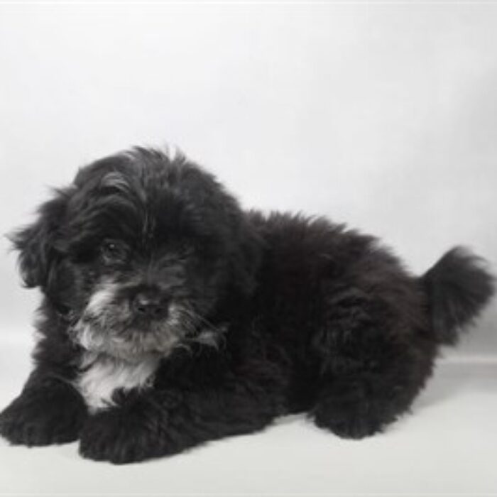 Pom A Poo - 13795, Pom A Poo