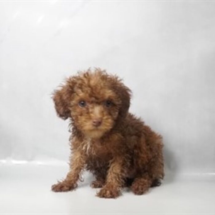 Miniature Poodle - 13796 photo 2