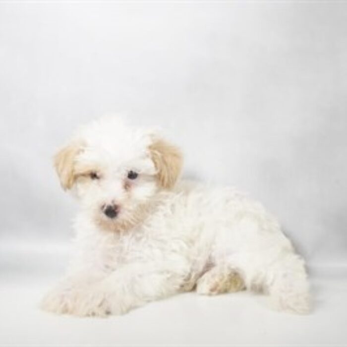 Schnoodle - 13797, Schnoodle