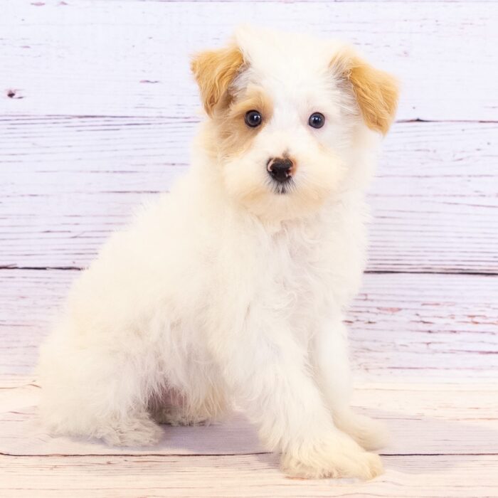 Schnoodle - 13797, Schnoodle