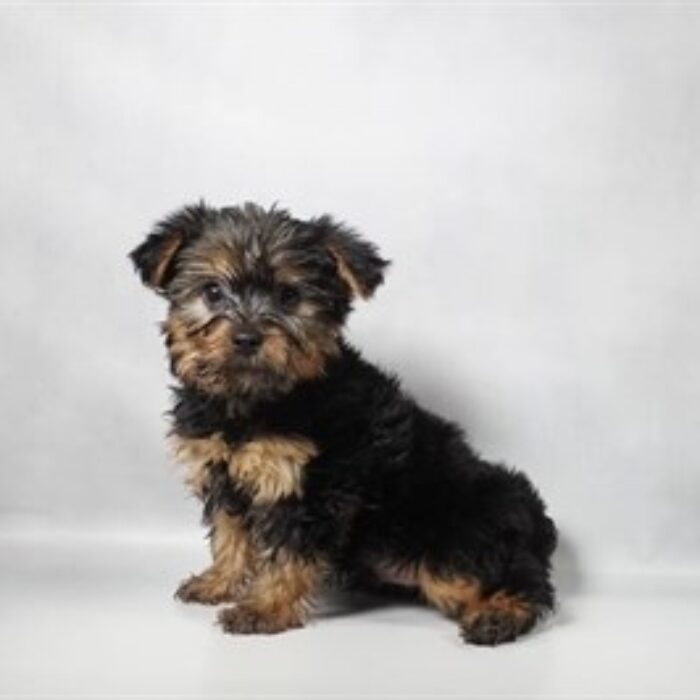 Yorkshire Terrier - 13798, Yorkshire Terrier