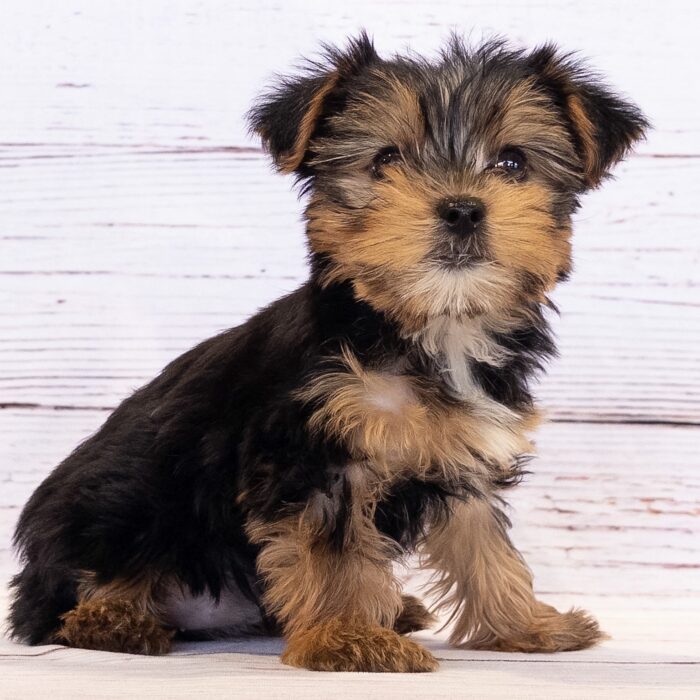 Yorkshire Terrier - 13799, Yorkshire Terrier