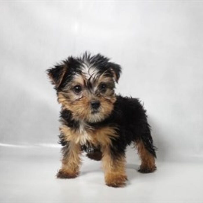 Yorkshire Terrier - 13799, Yorkshire Terrier