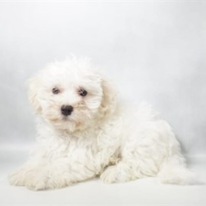 Havanese - 13800, Havanese