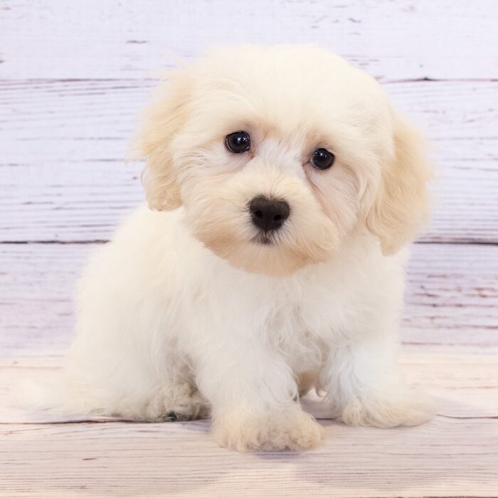 Havanese - 13800, Havanese