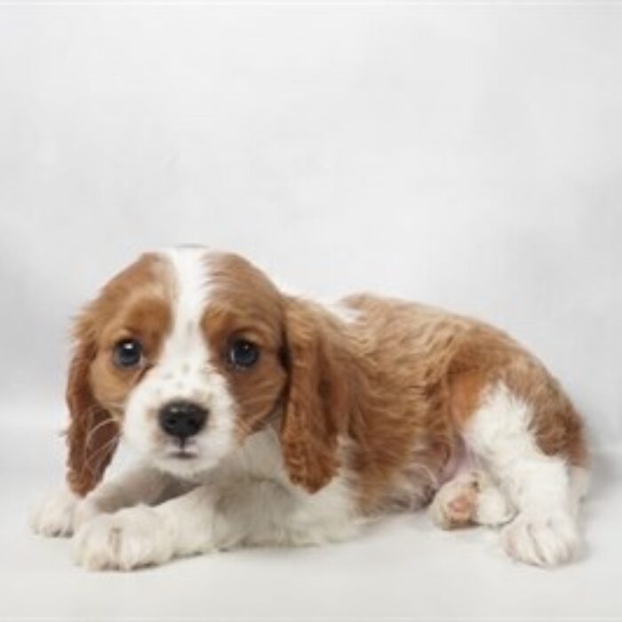 Cavalier King Charles Spaniel - 13801, Cavalier King Charles Spaniel