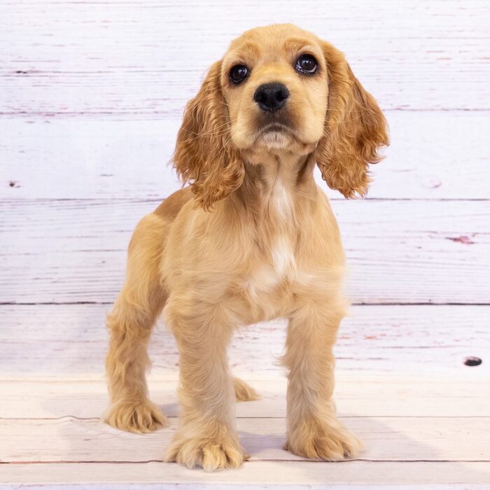 Cocker Spaniel - 13802, Cocker Spaniel