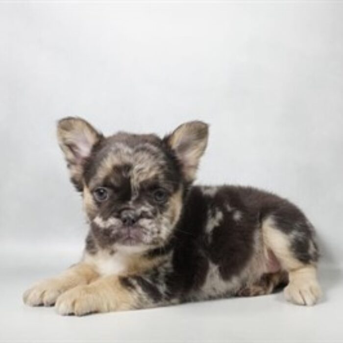 Fluffy French Bulldog - 13803, Fluffy French Bulldog