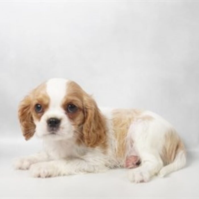 Cavalier King Charles Spaniel - 13804, Cavalier King Charles Spaniel