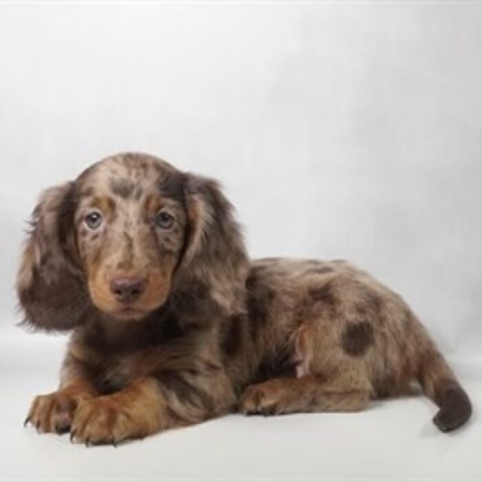 Dachshund - 13805, Dachshund