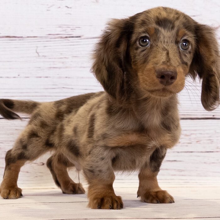 Dachshund - 13805, Dachshund