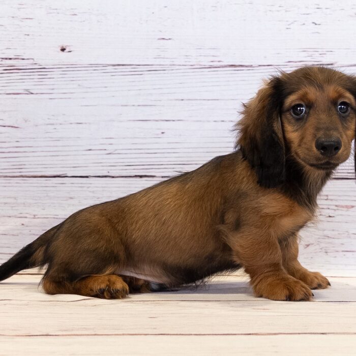 Dachshund - 13806, Dachshund