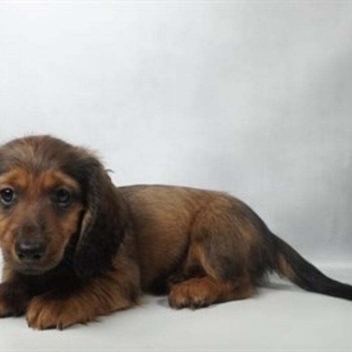 Dachshund - 13806, Dachshund