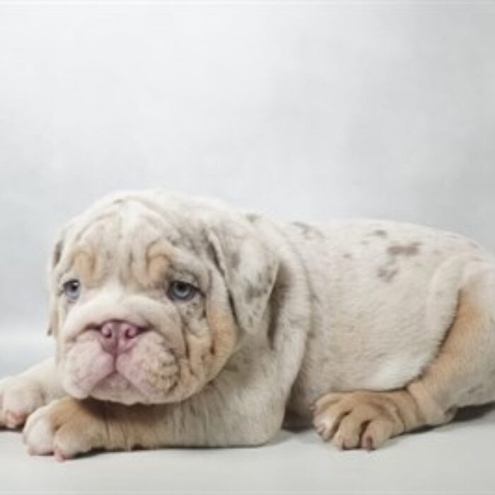 English Bulldog - 13807, English Bulldog