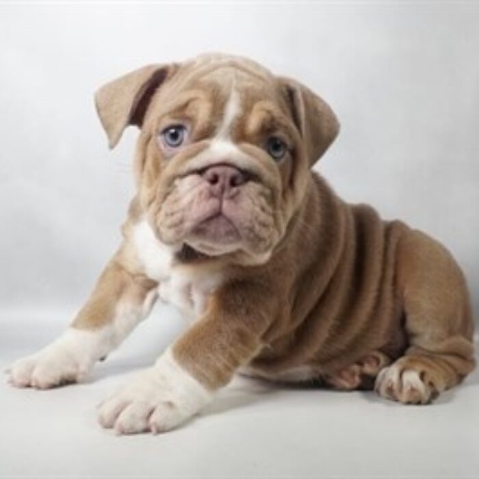 English Bulldog - 13808, English Bulldog