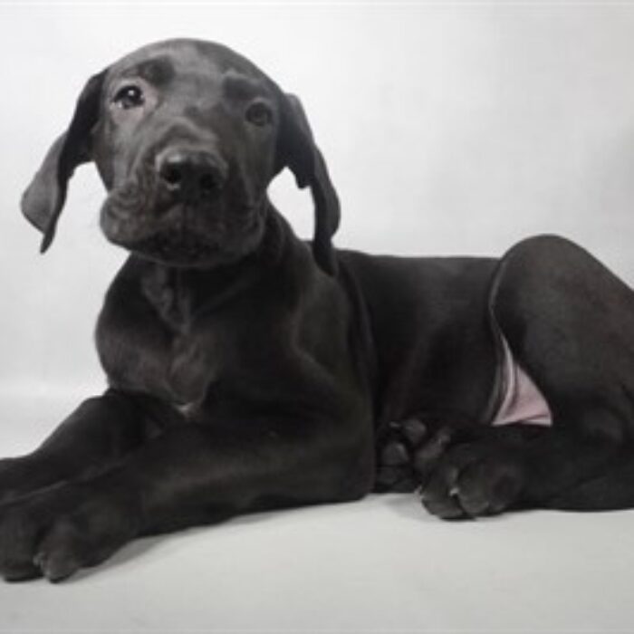 Great Dane - 13809, Great Dane