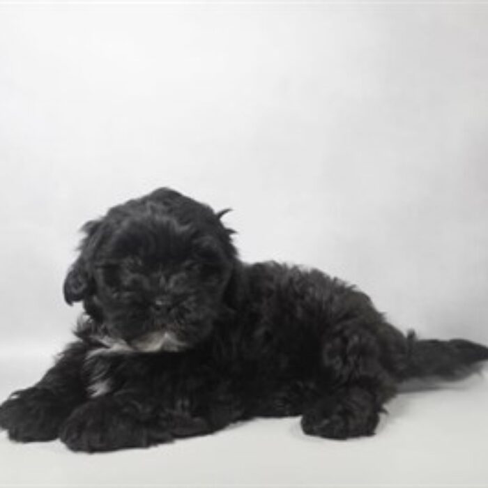 Lhasa Poo - 13811, Lhasa Poo