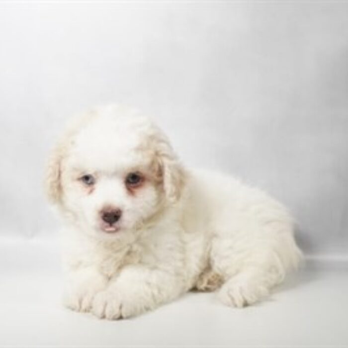Mini Aussie Poo - 13812, Mini Aussie Poo