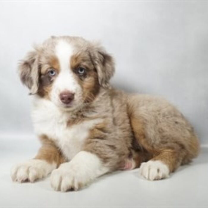 Miniature Australian Shepherd - 13813, Miniature Australian Shepherd