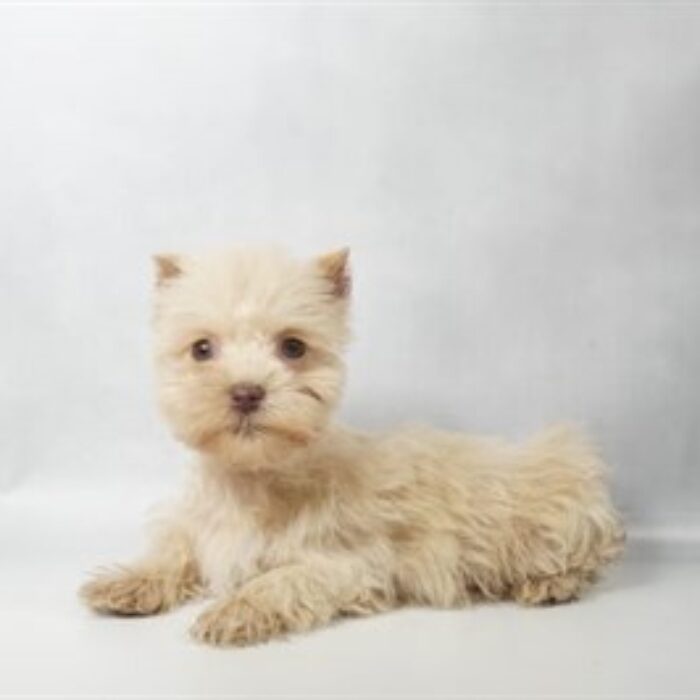 Miniature Schnauzer - 13814, Miniature Schnauzer