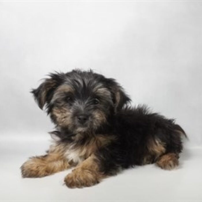 Morkie - 13815, Morkie