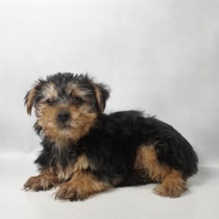 Yorkshire Terrier - 13816, Yorkshire Terrier