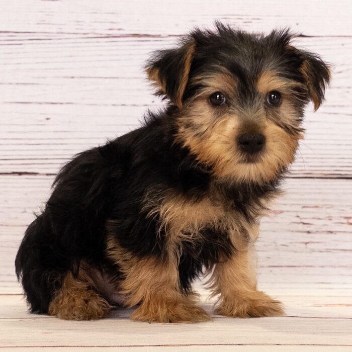 Yorkshire Terrier - 13816, Yorkshire Terrier