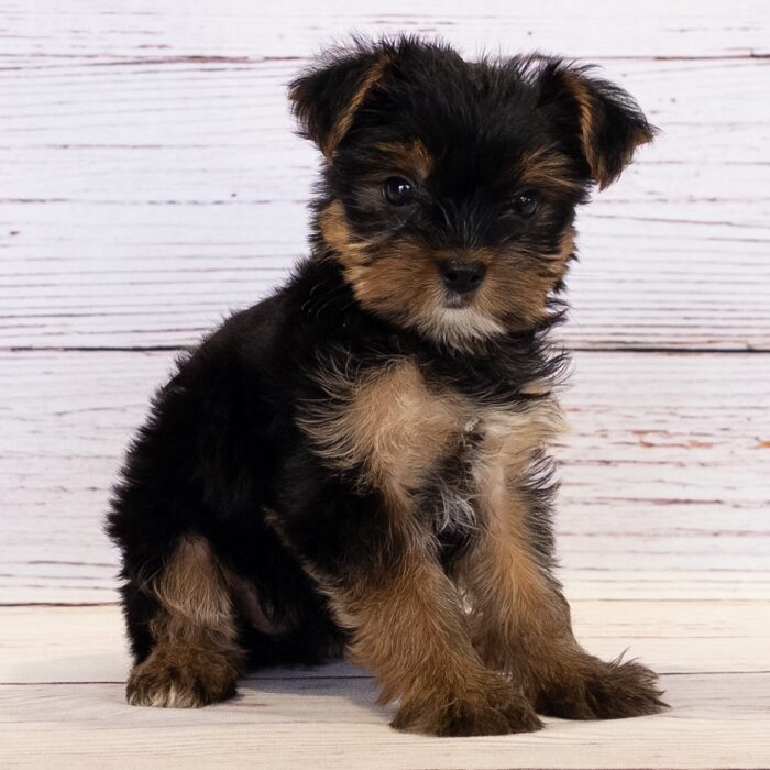 Yorkshire Terrier - 13817, Yorkshire Terrier