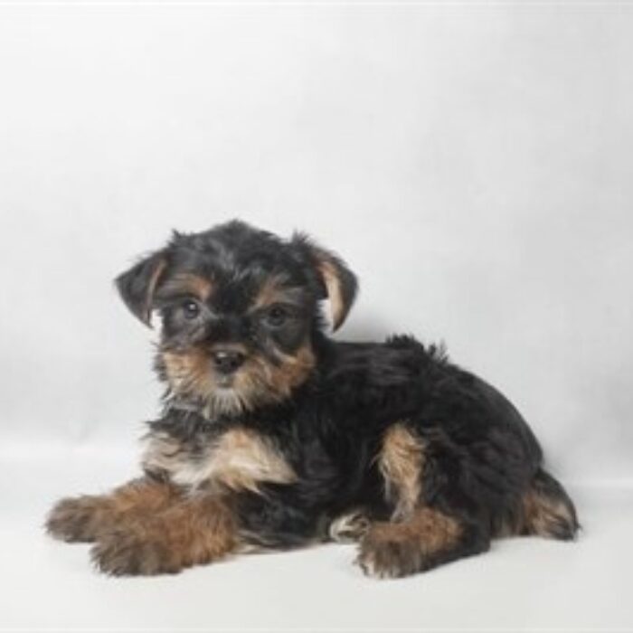 Yorkshire Terrier - 13817, Yorkshire Terrier