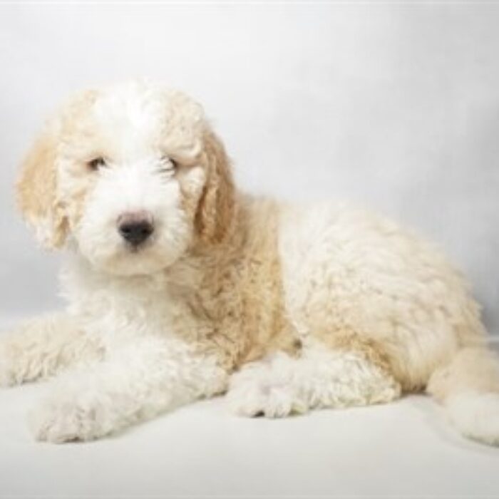 Aussiedoodle - 13818, Aussiedoodle