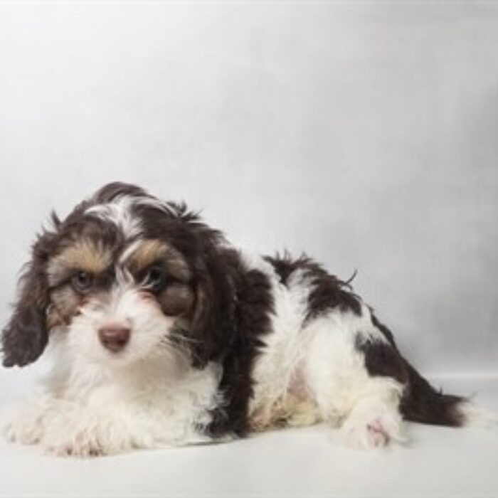 Cavapoo - 13819, Cavapoo