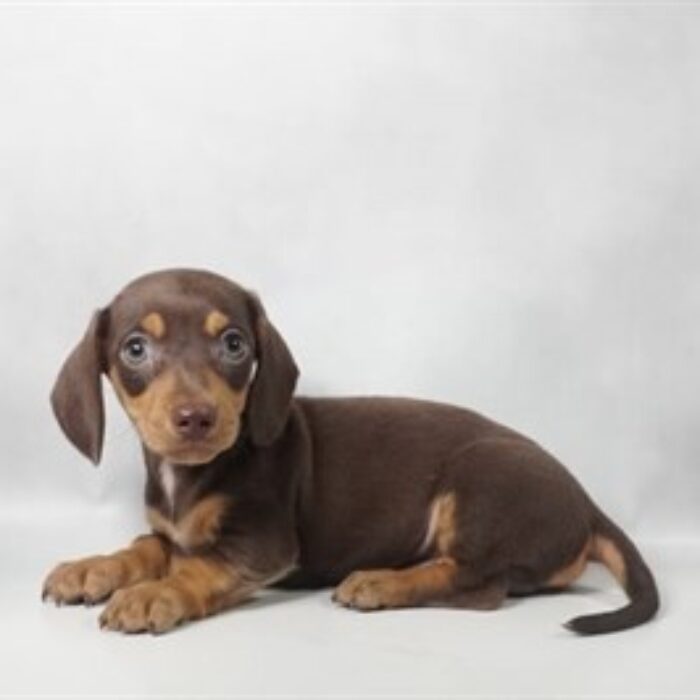 Dachshund - 13821, Dachshund