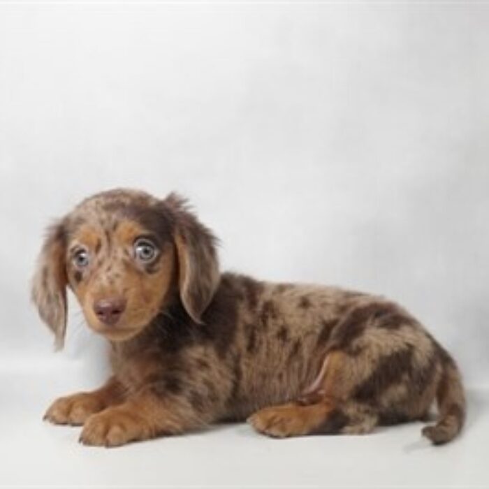 Dachshund - 13822, Dachshund