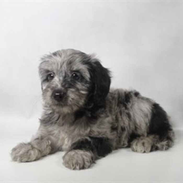 Doxie-Poo - 13823, Doxie-Poo
