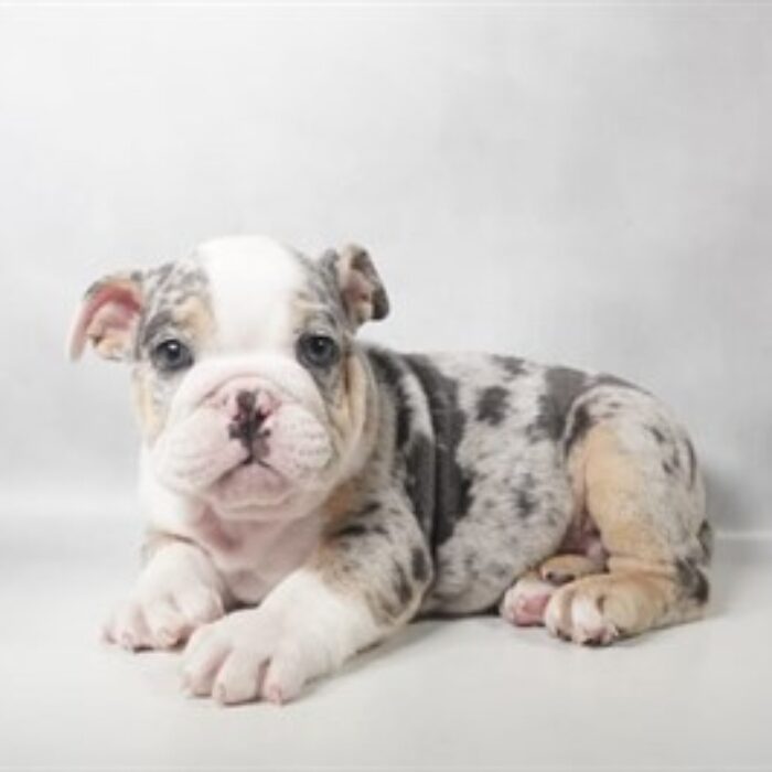 English Bulldog - 13824, English Bulldog