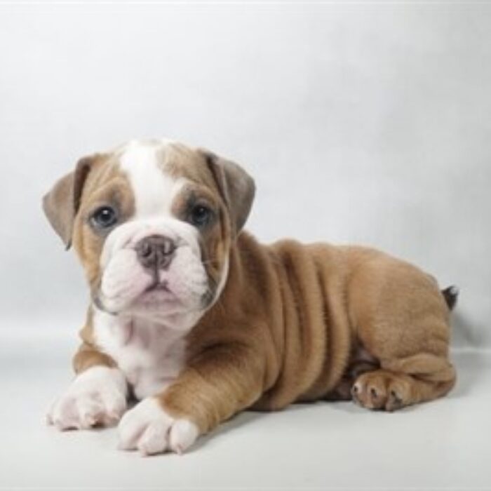 English Bulldog - 13825, English Bulldog