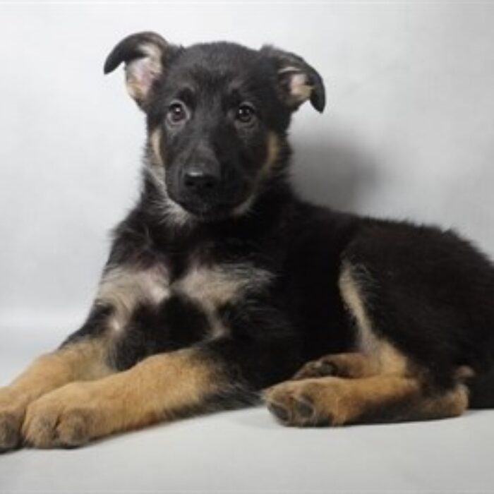 German Shepherd - 13826, German Shepherd