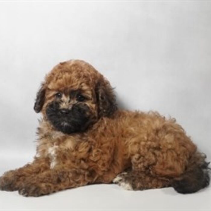 Mini Goldendoodle F1B - 13828, Mini Goldendoodle F1B