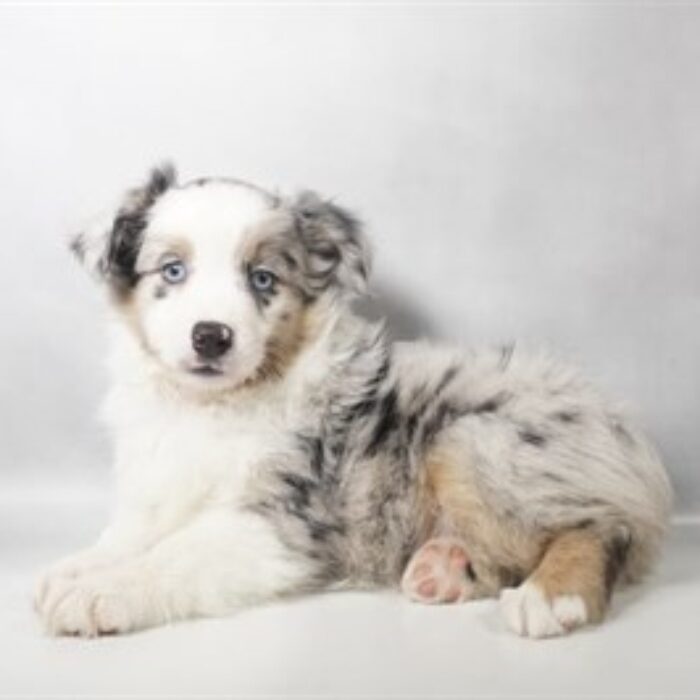 Miniature Australian Shepherd - 13829, Miniature Australian Shepherd