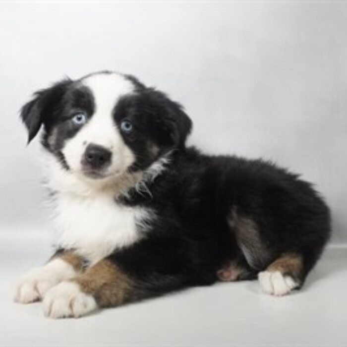 Miniature Australian Shepherd - 13830, Miniature Australian Shepherd