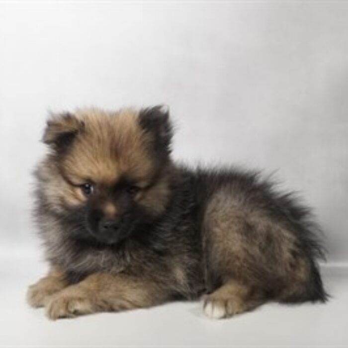 Pomeranian - 13831, Pomeranian