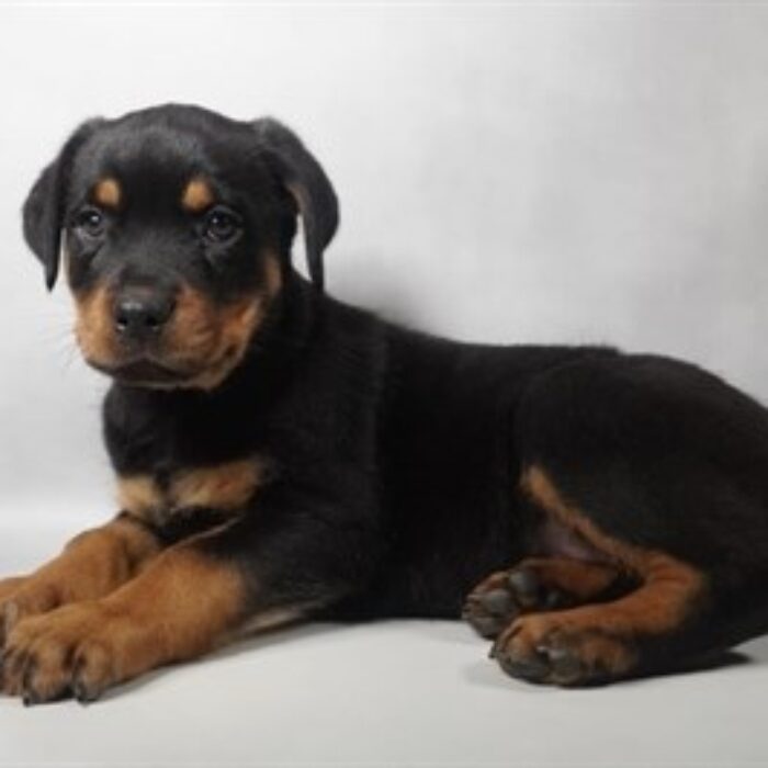 Rottweiler - 13832, Rottweiler