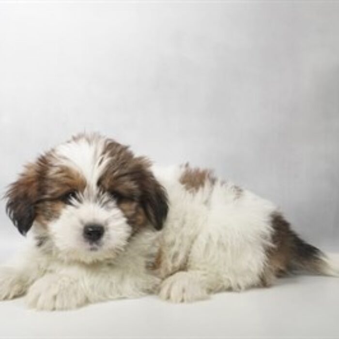 Shorkie - 13833, Shorkie